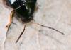 Psylliodes sp.